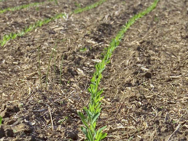 Most phosphorus fertilizer application is accomplished by broadcast, but some farmers are trending toward banding fertilizer directly into the soil to improve efficiency and get corn seedlings growing even more quickly. (Progressive Farmer photo by David L. Hansen)